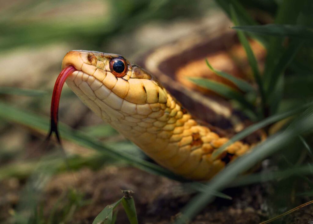 serpiente-mekong